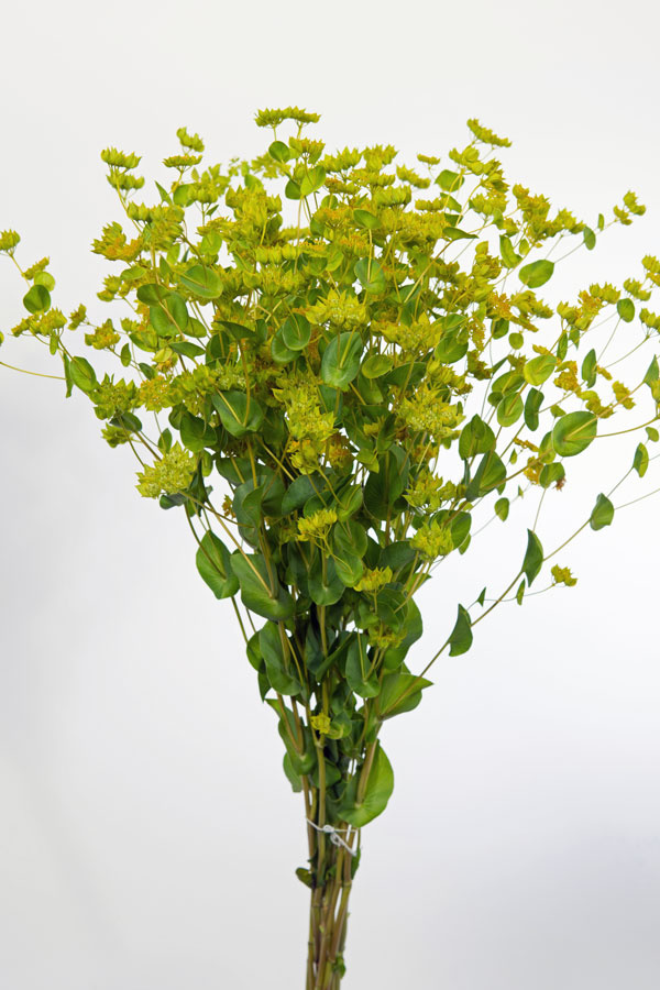 Buplerum rotundifolium - 2