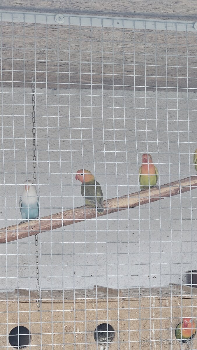 Agapornis fischer - 2