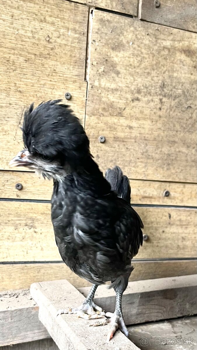 Okrasné sliepky a kohúty - 2