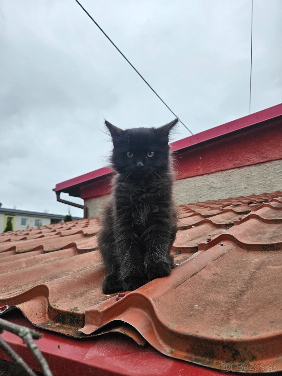 Darujem mačiatko - 2