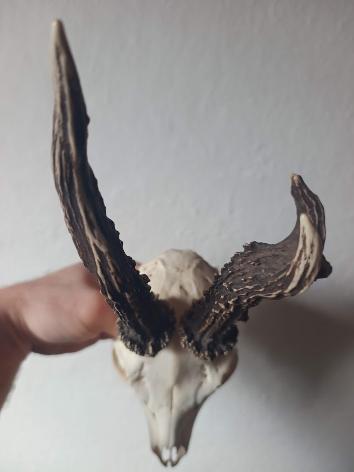 Trofej trofeje parohy parožie zhody,,,, - 2