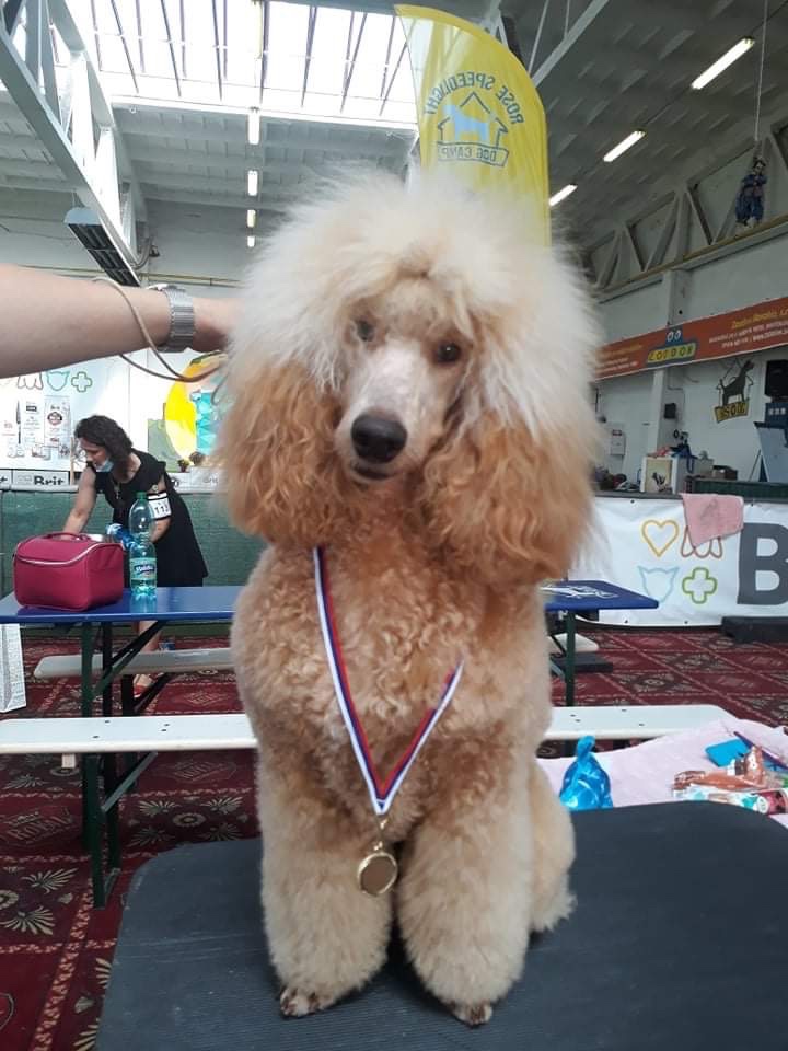 Pudel na krytie s PP - 2