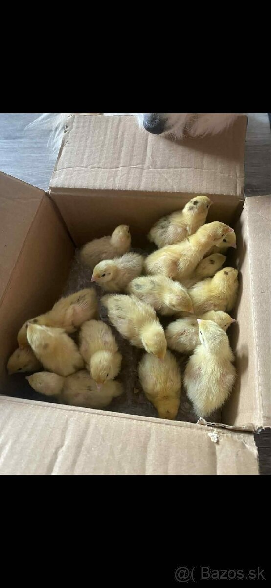 Násadové vajíčka prepelice TEXAS - 2