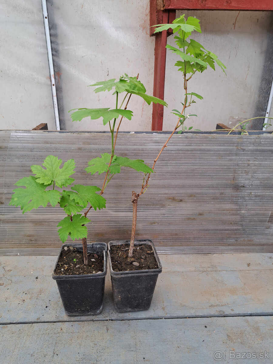 Sadenice viniča - 2