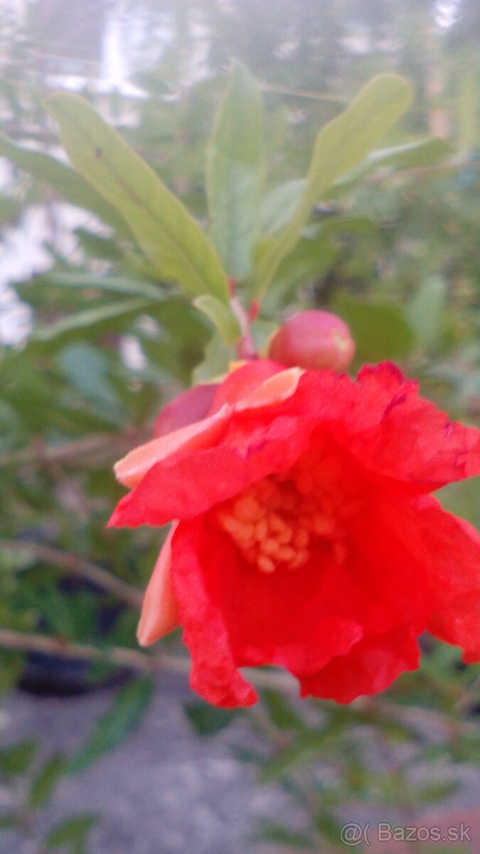 Predám granátové jablko - 2