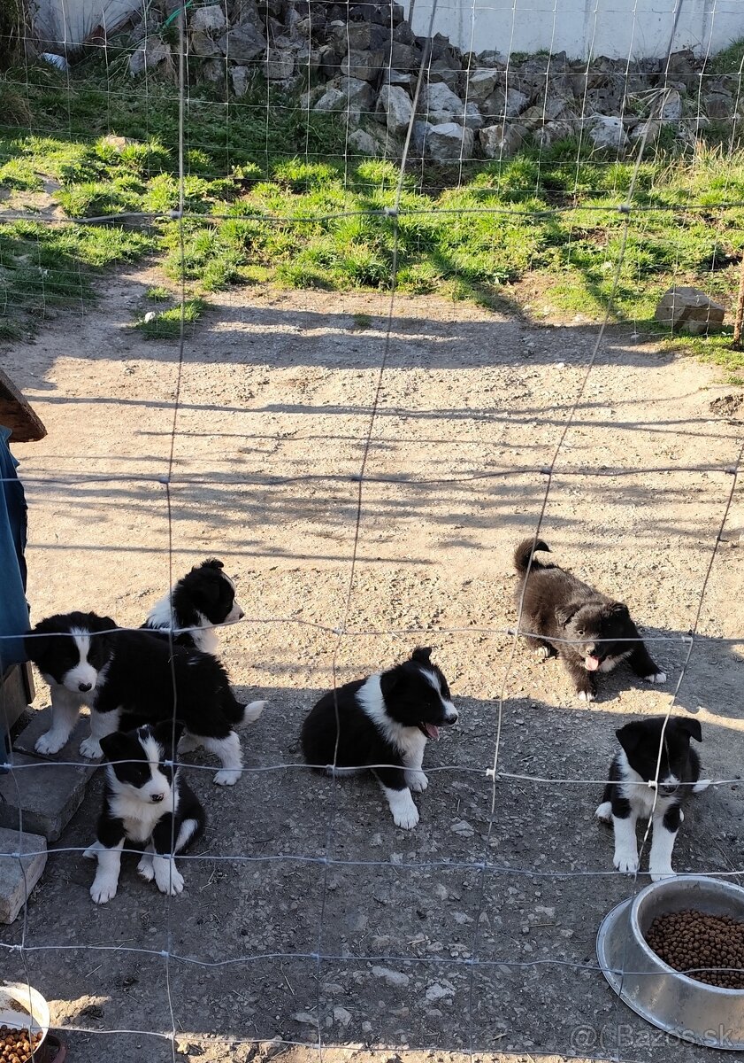 Predám šteňatá borderkolie - 2