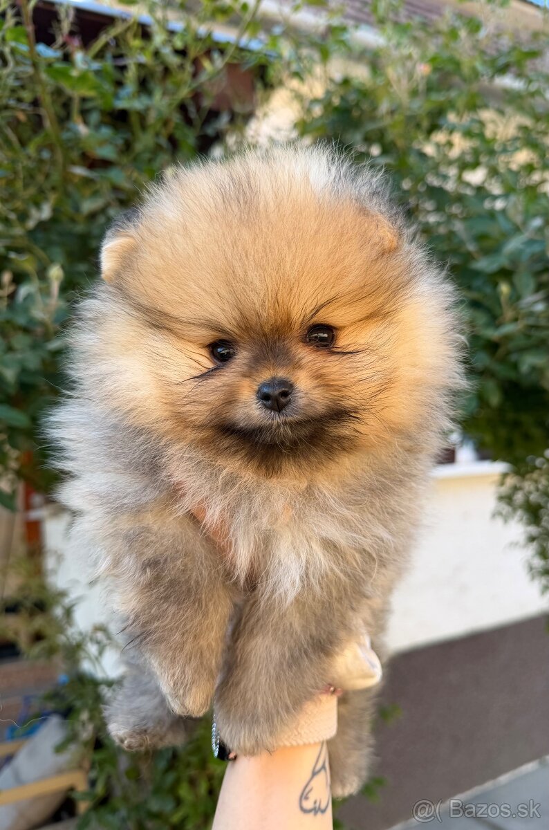 Pomeranian s Pp - 2