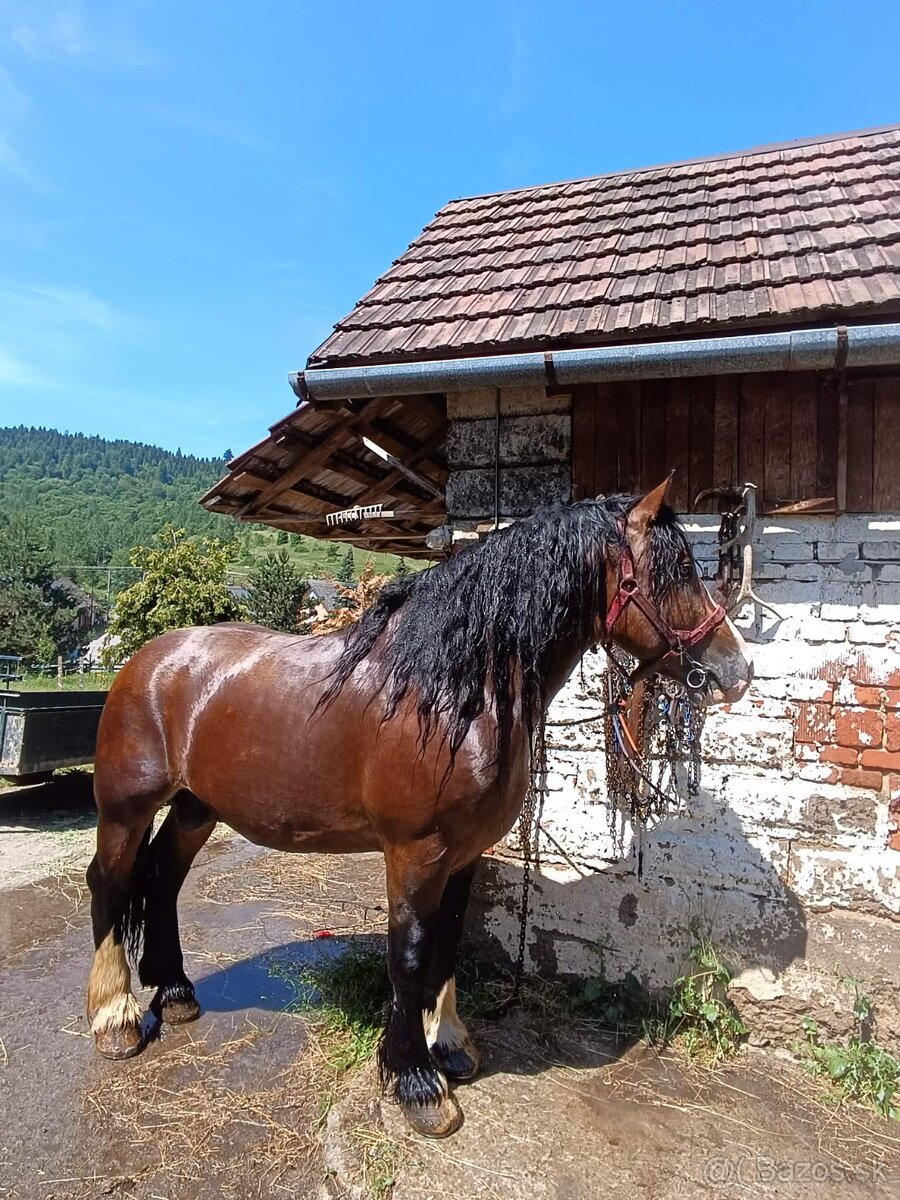 Ťažny zrebec - 2
