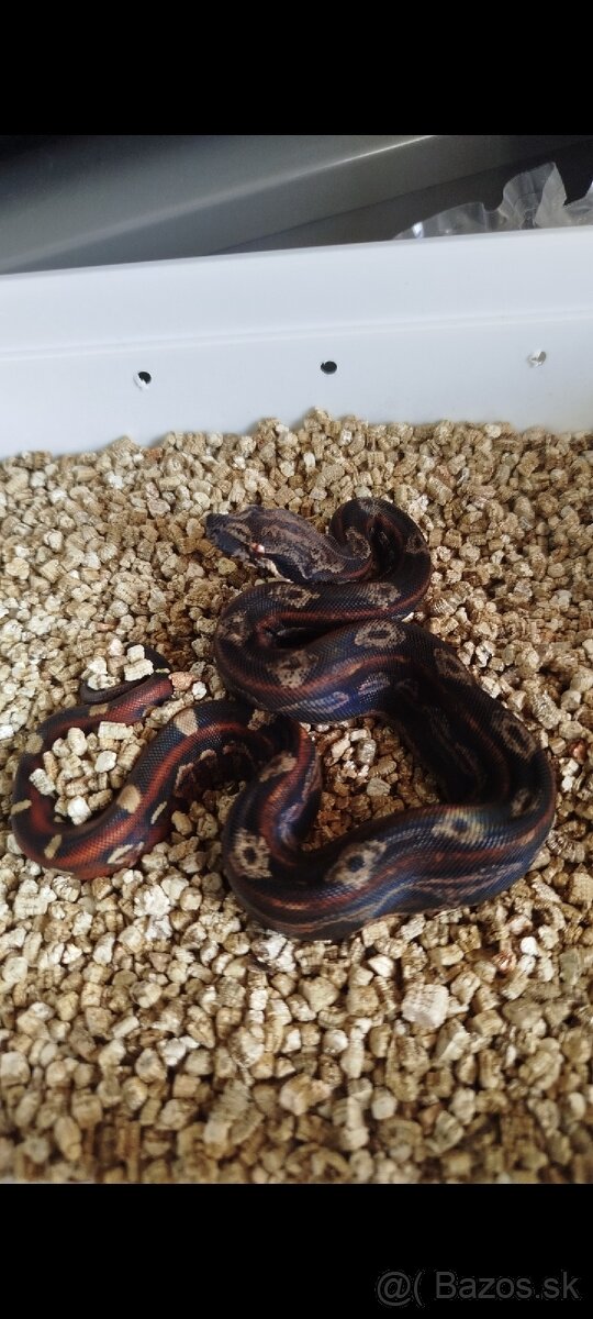 Boa Constrictor INCA IMG - 2