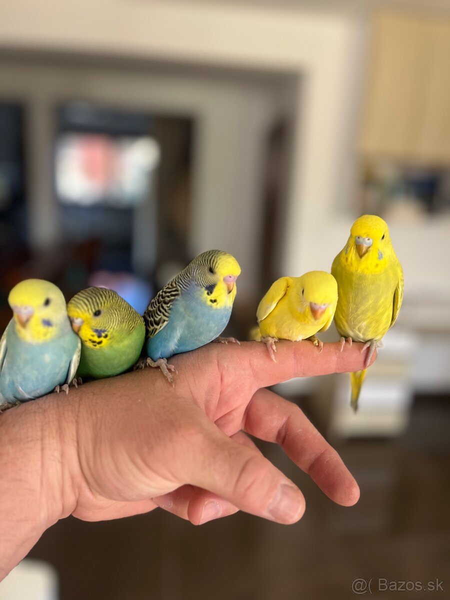 Andulky TCB a Lutino. - 2