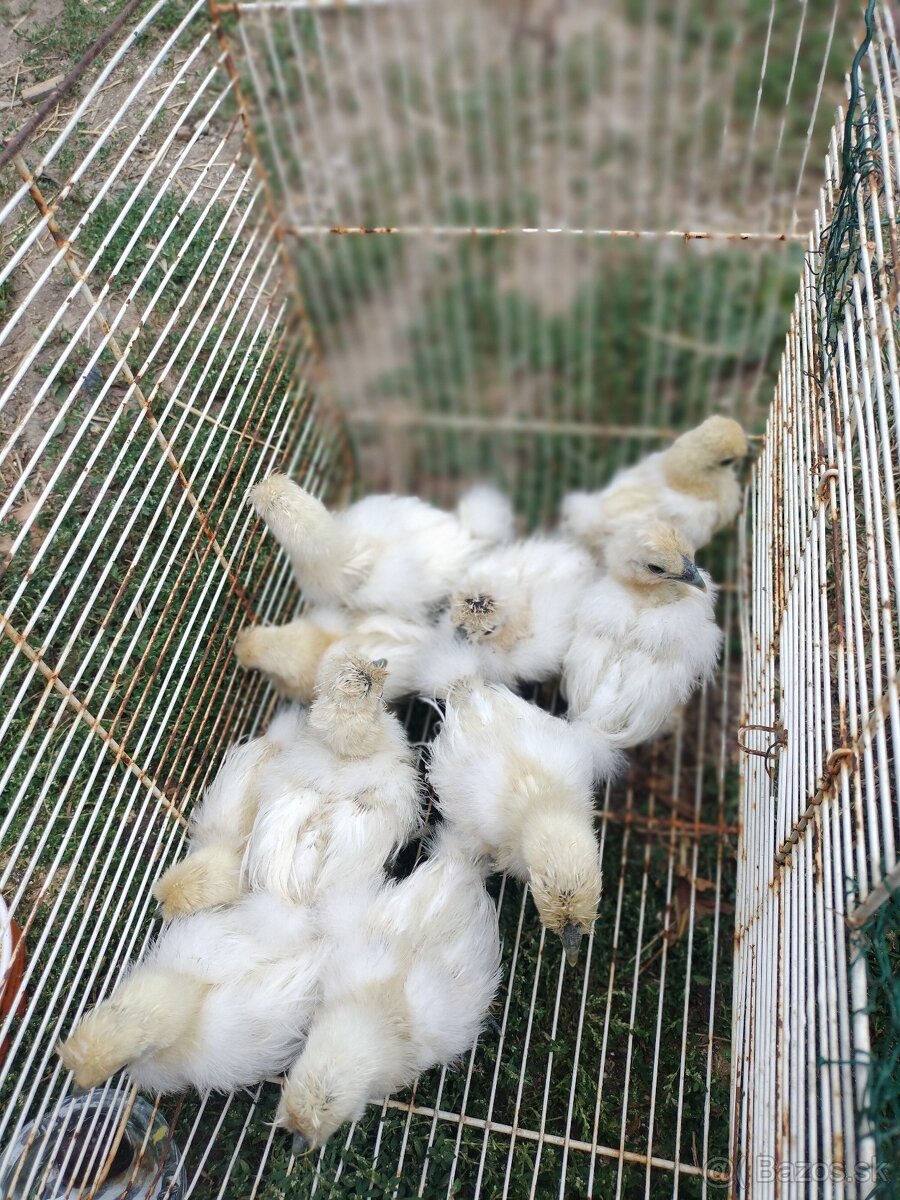 Hodvabnička biela zdrobnela - 2