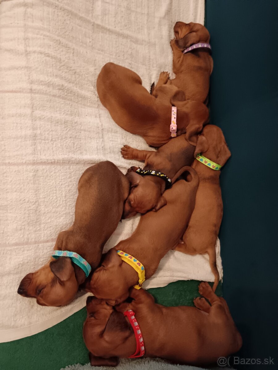 Šteniatka krátkosrtý jazvečík "štandard" - 2