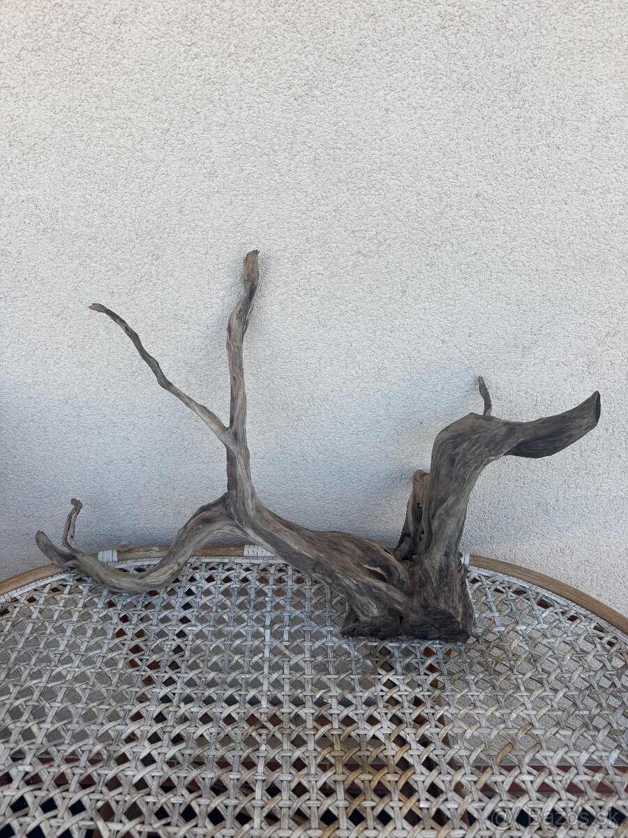 Akvarijne korene - 2