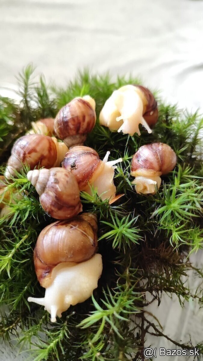 Africké slimáky - Achatina - 2