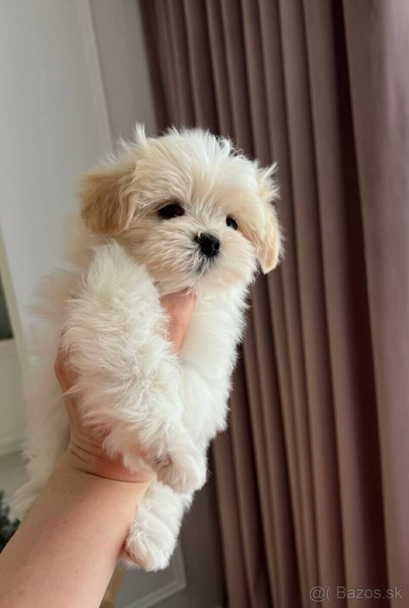 Maltipoo mini - 2