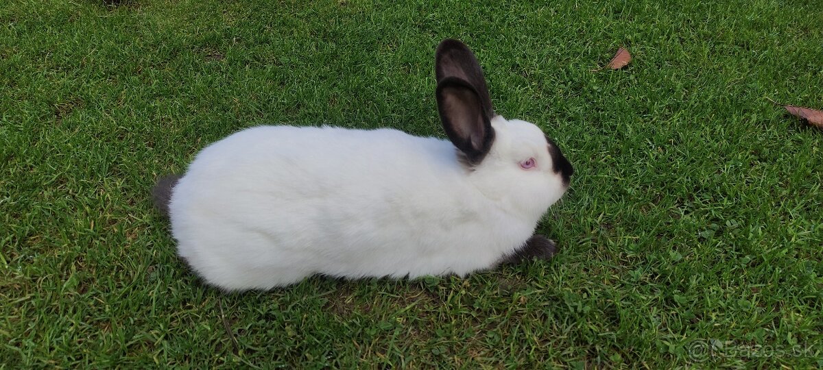 Kalifornský Králik - 2