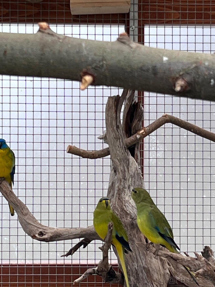 Neoféma ozdobná (Neophema elegans) - 2