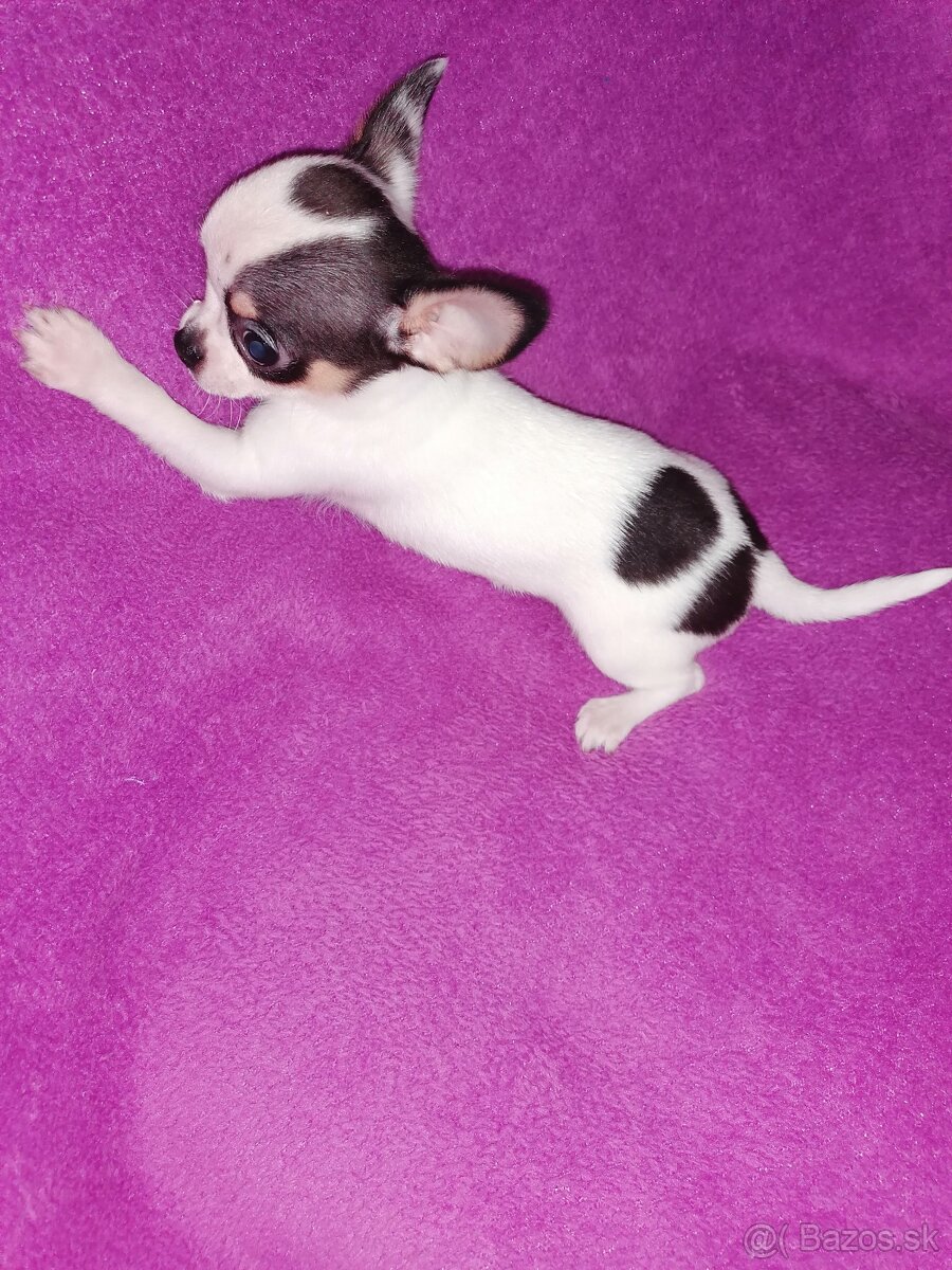 Čivava krátkosrstá - 2