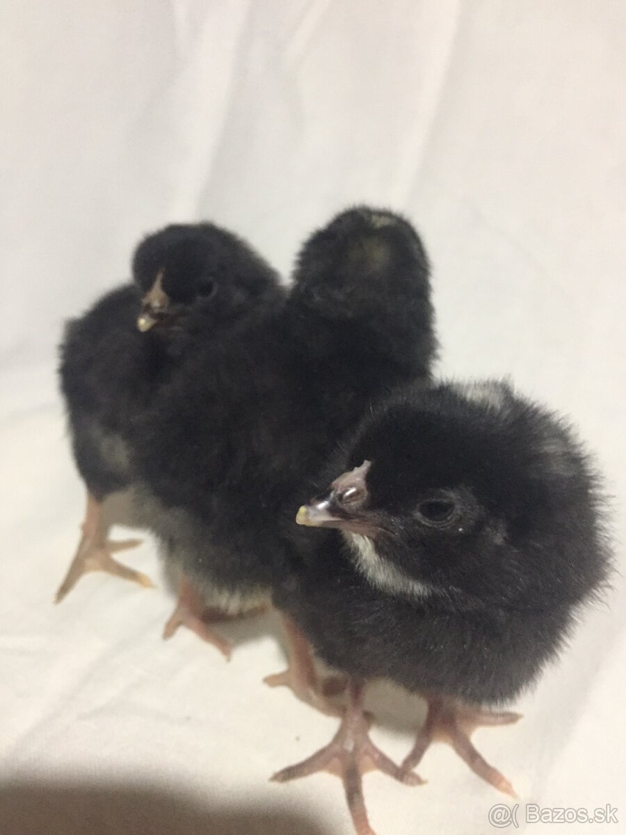 kurčatá - 2