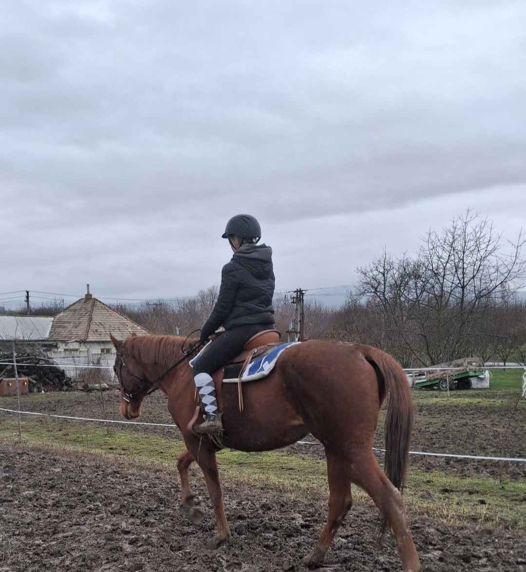 Valach-anglický plnokrvnik - 2