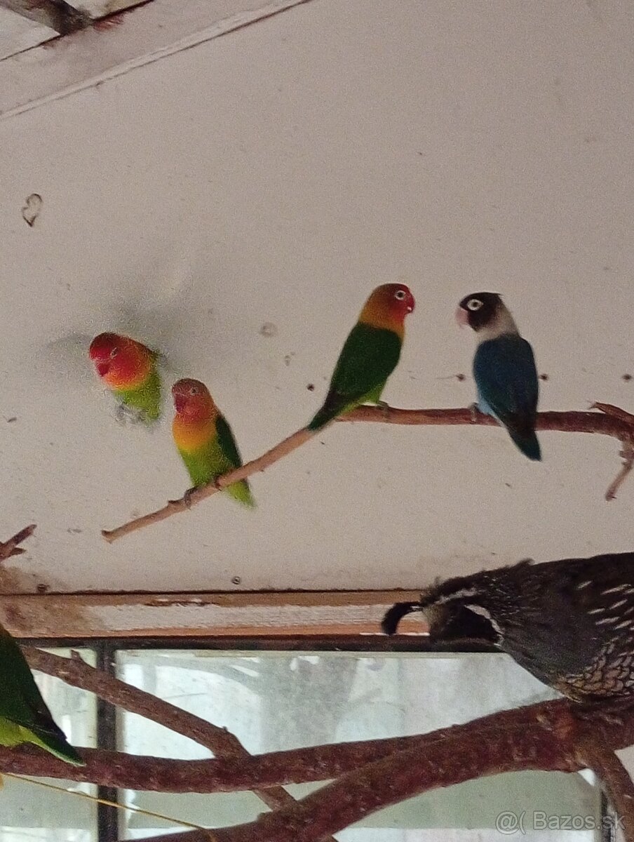 Predám agapornisi - 2