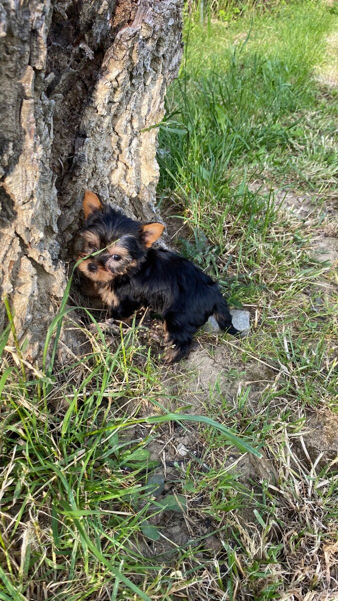 Yorkshirsky terier mini, yorkI, york - 2