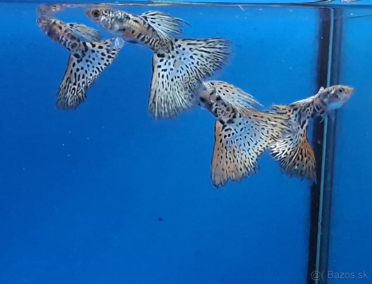 Gupky- Galaxy grass - 2