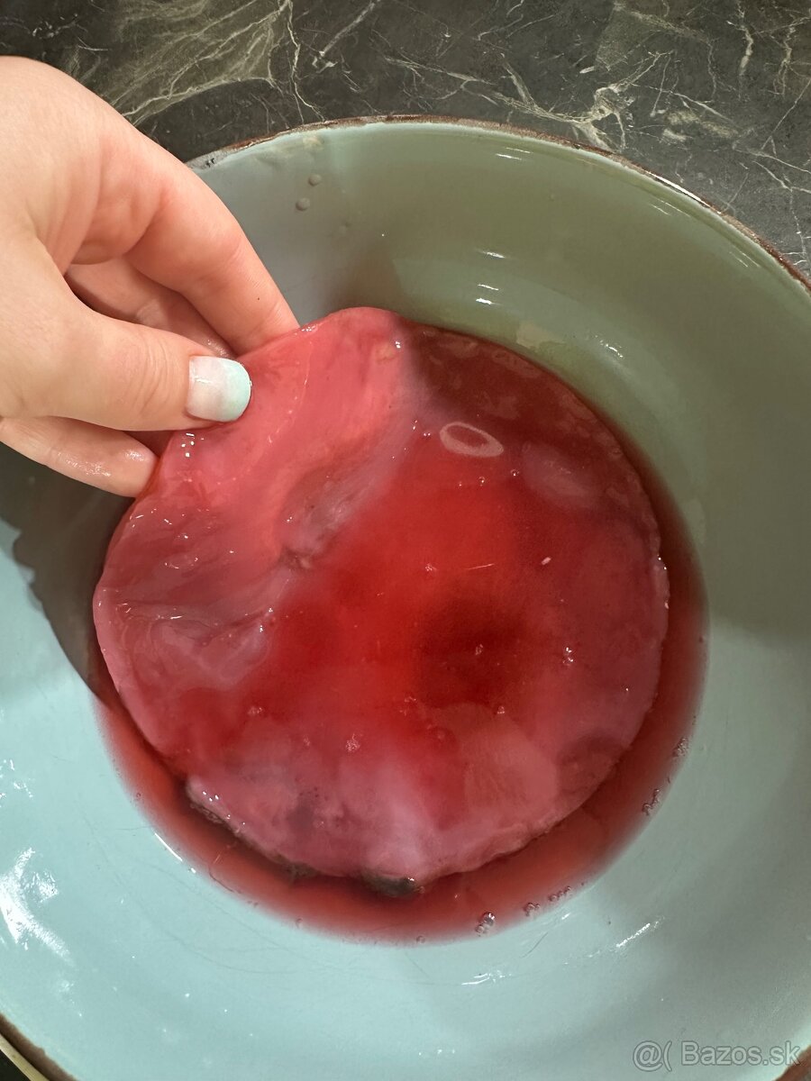 Kombucha + nálev - 2