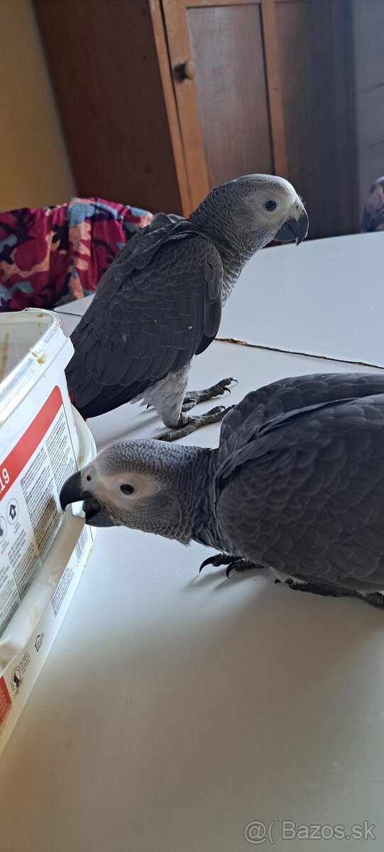 Papagaj žako kongo - 2