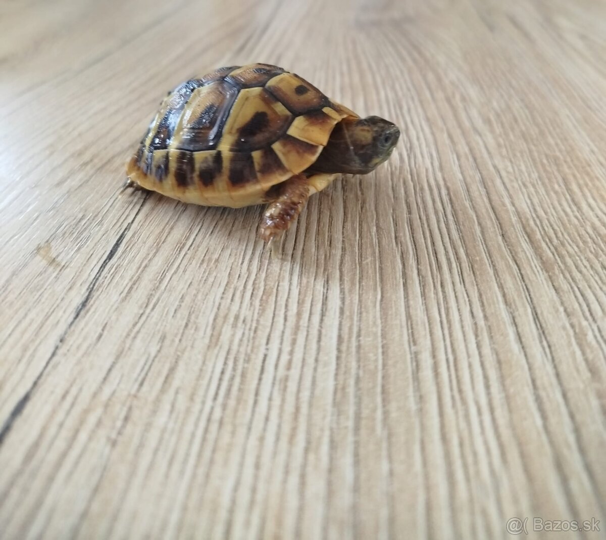 Testudo hermanni 2025 - 2