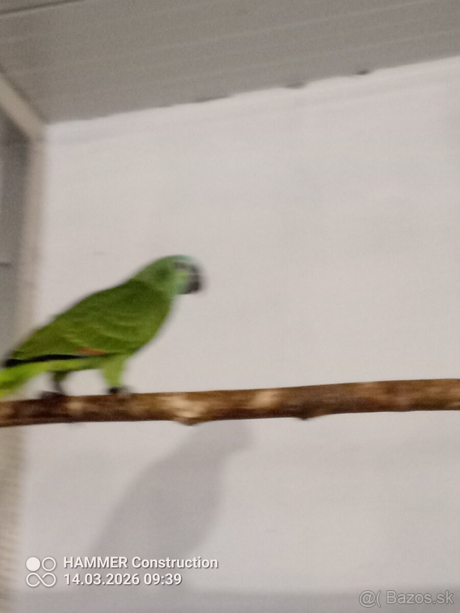 Amazonan modroceli - 2