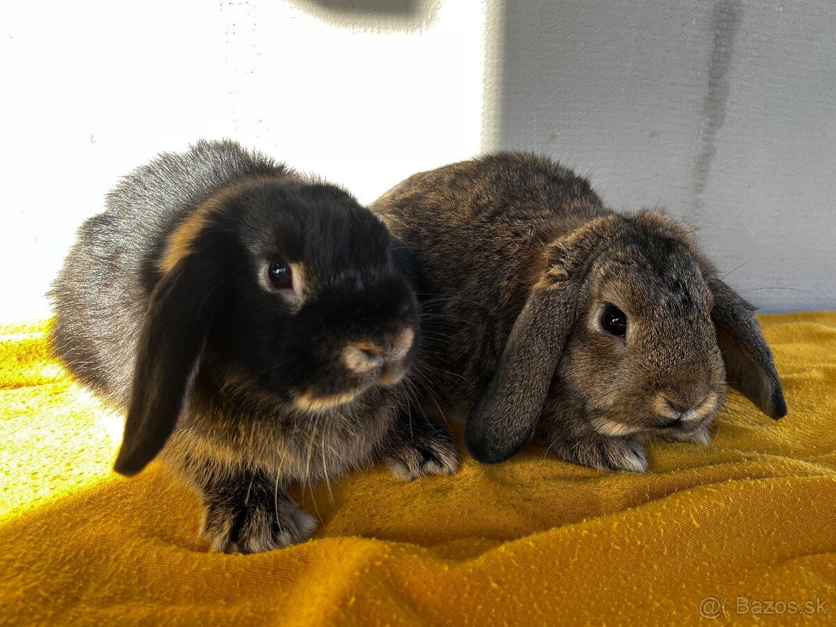 Predám zakrslých barančekov - 2