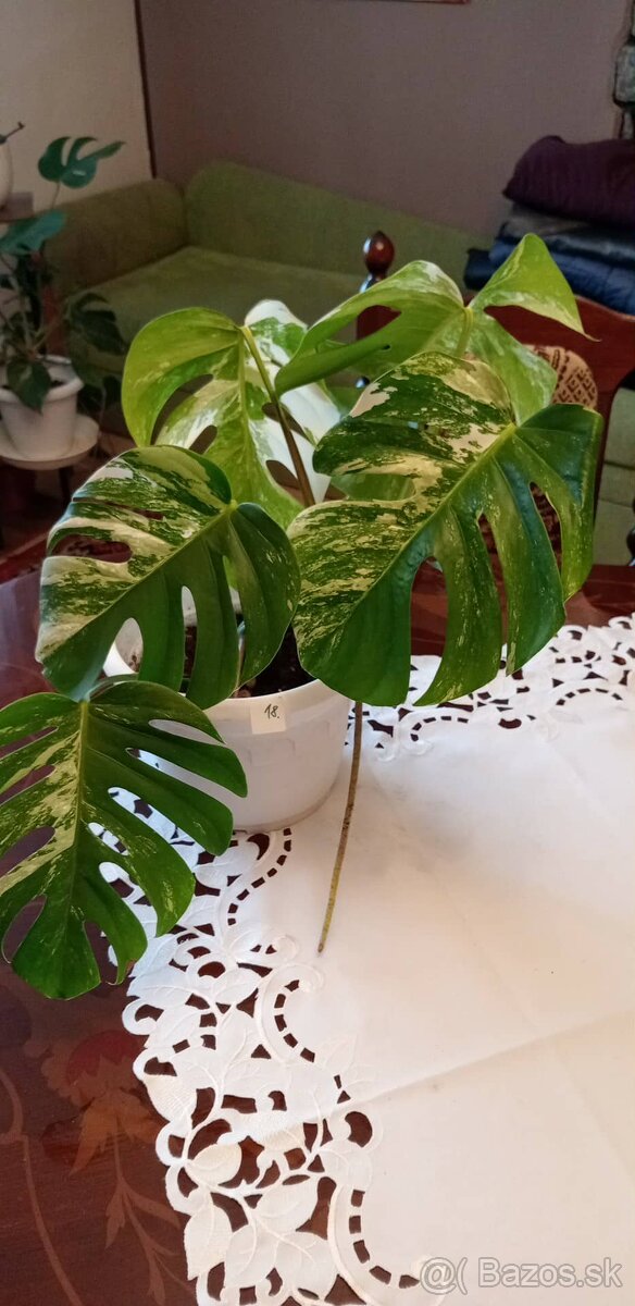 Monstera albo variegata - 2