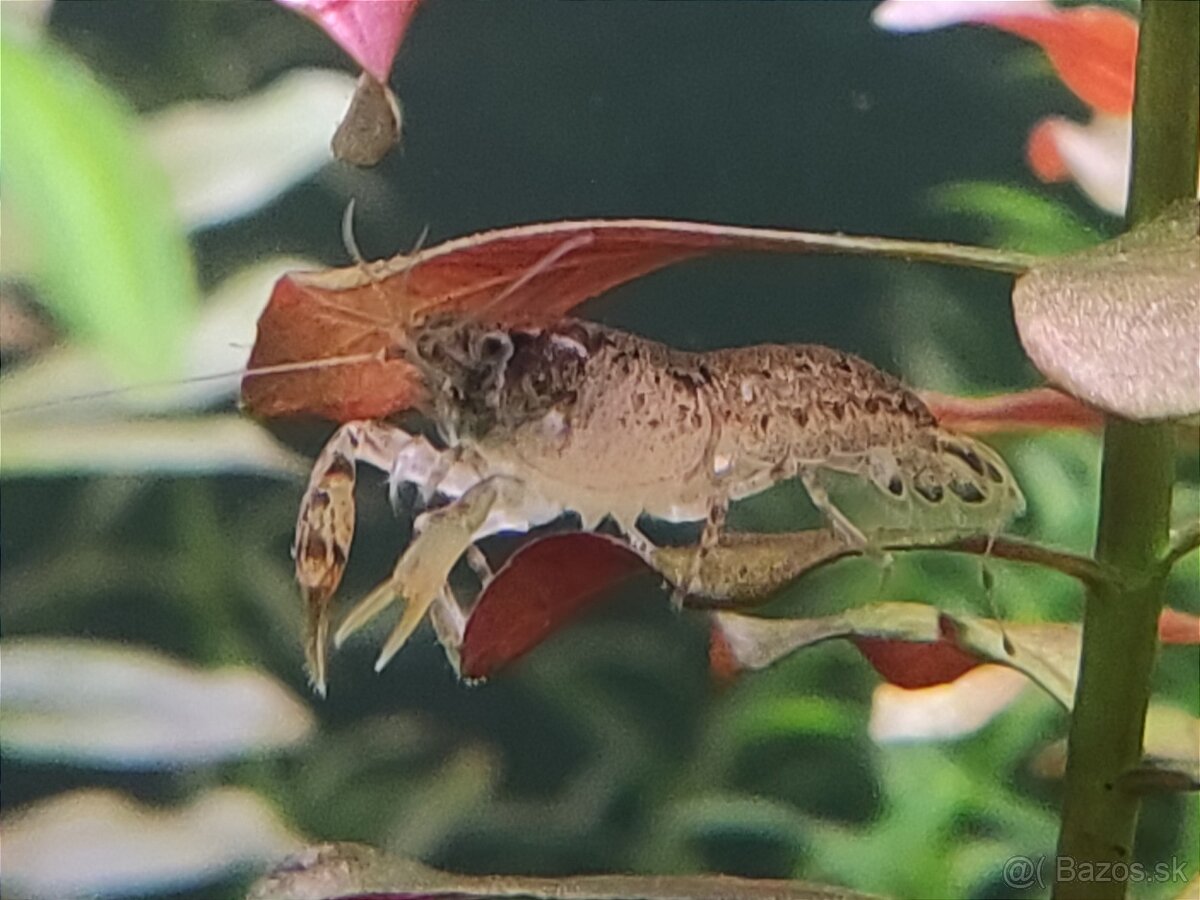 Cambarellus Diminutus - Mini ráčiky - 2