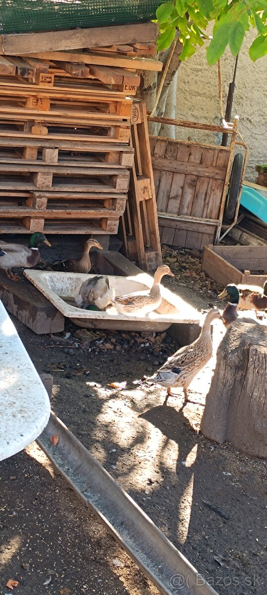Kačice - 2