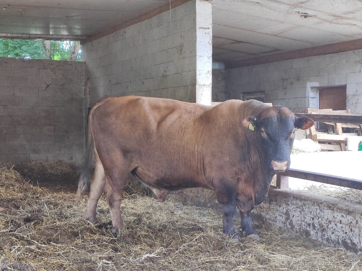 Plemenný býk Aberdeen Angus - 2