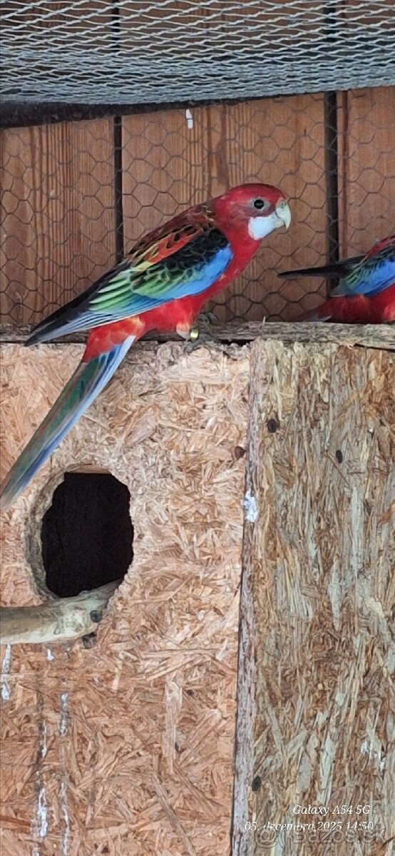 Rozela goldmantel opalin. - 2