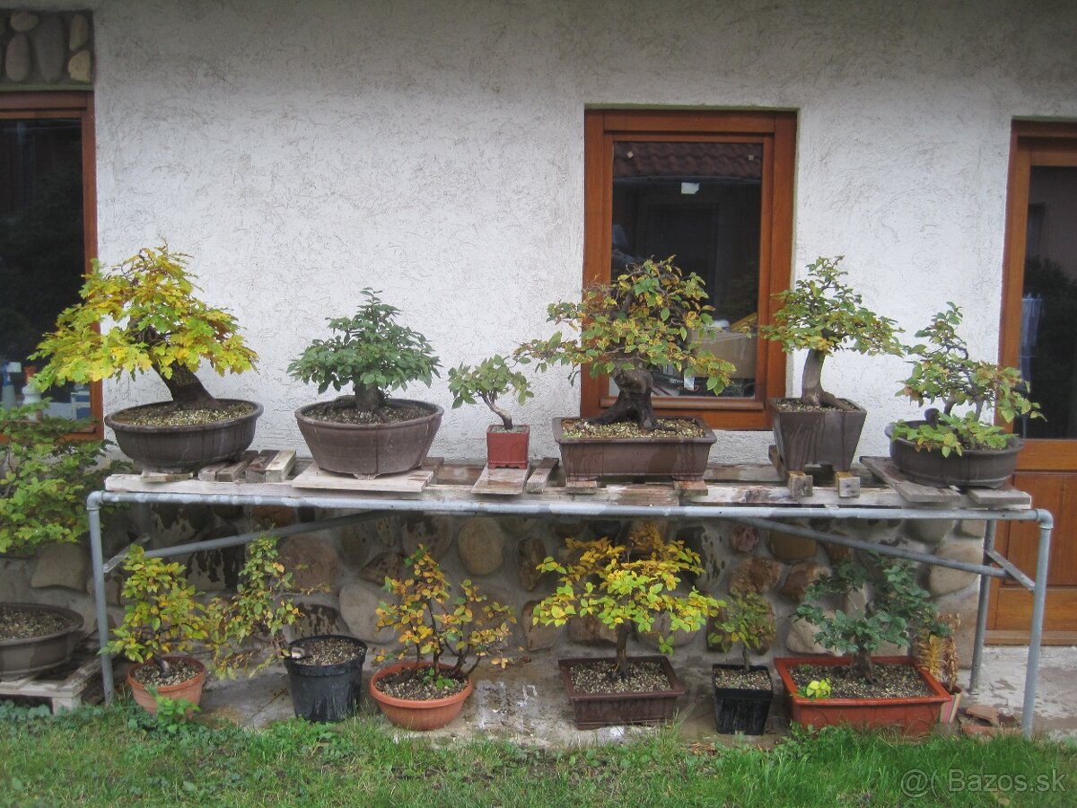 bonsai,bonsaj-DUB 22 - 2