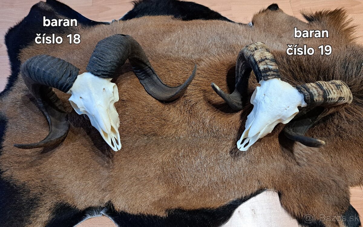Trofeje, baran - 2