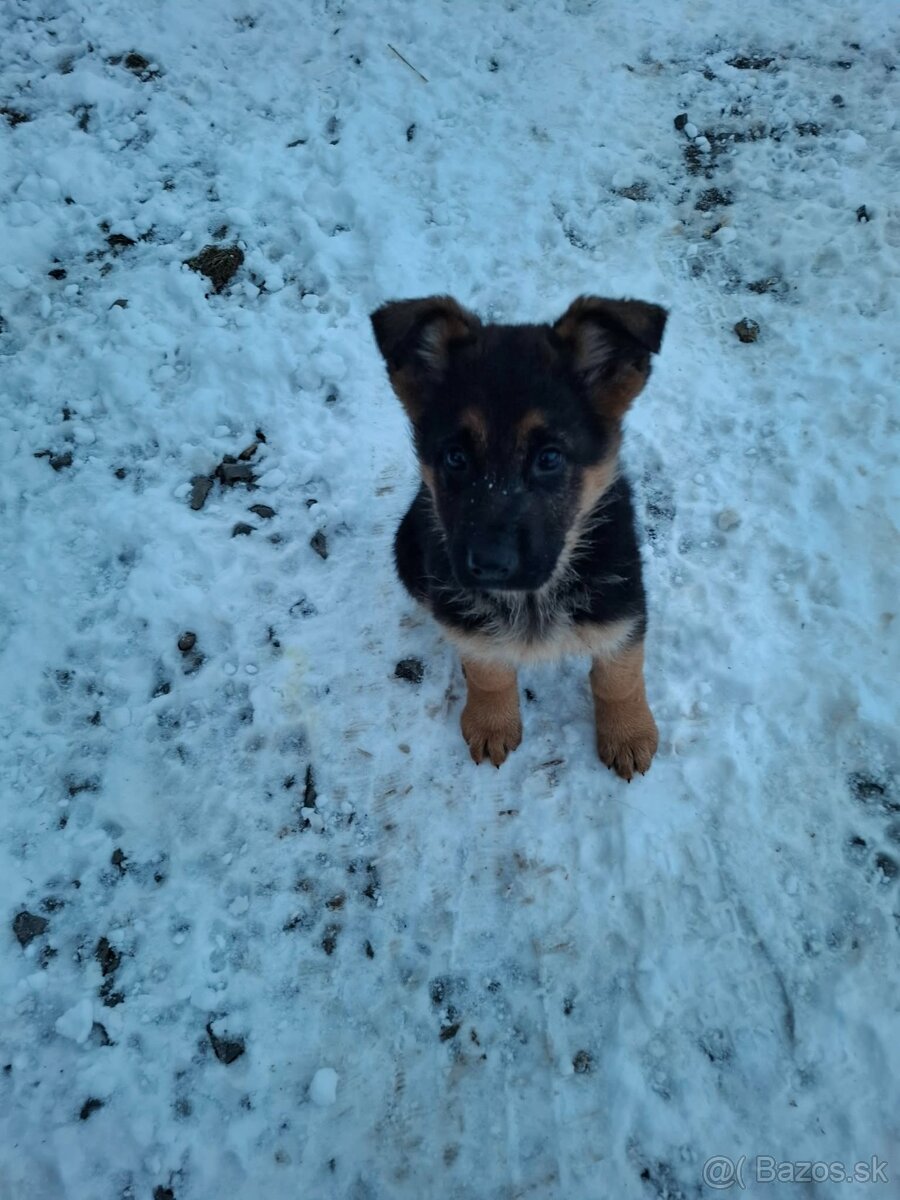 Nemecký ovčiak - 2