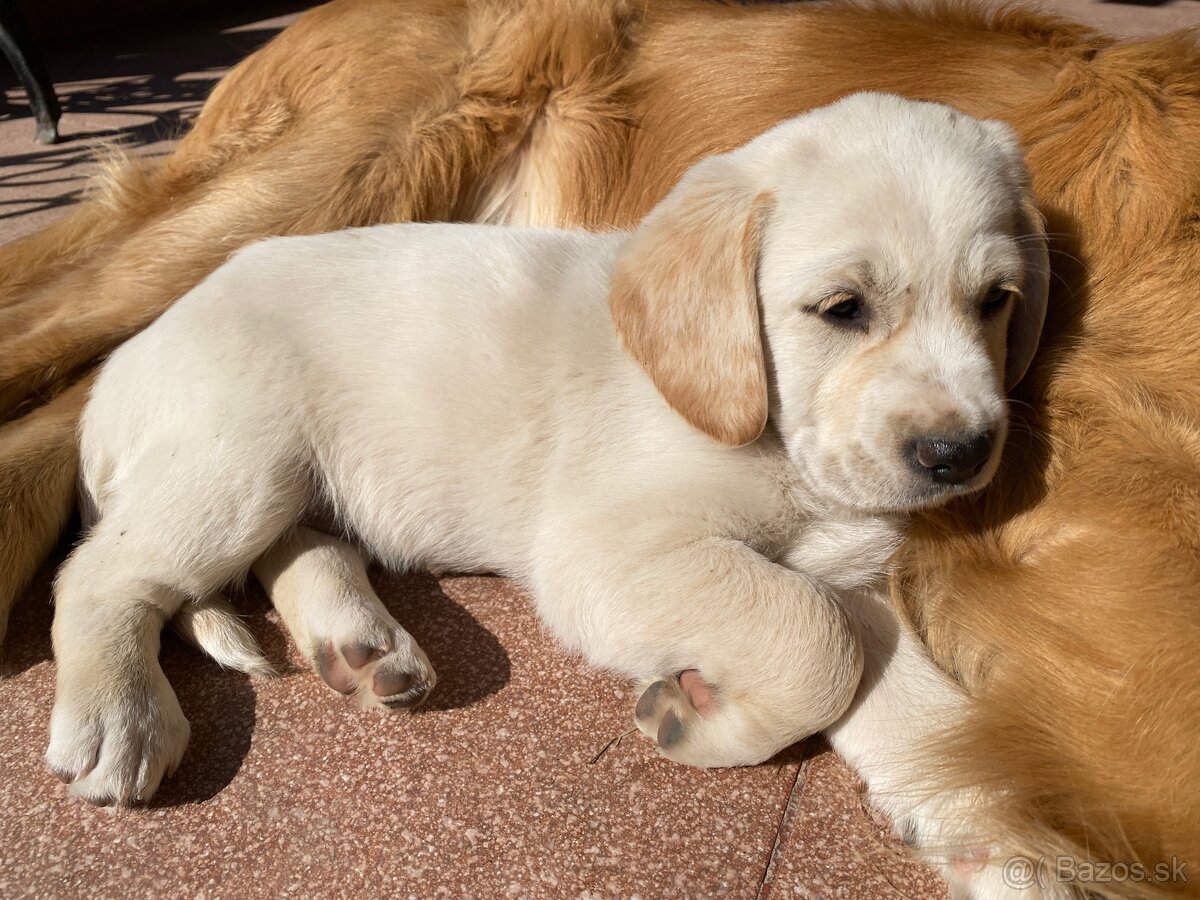 Zlatý retriever šteniatka - 2