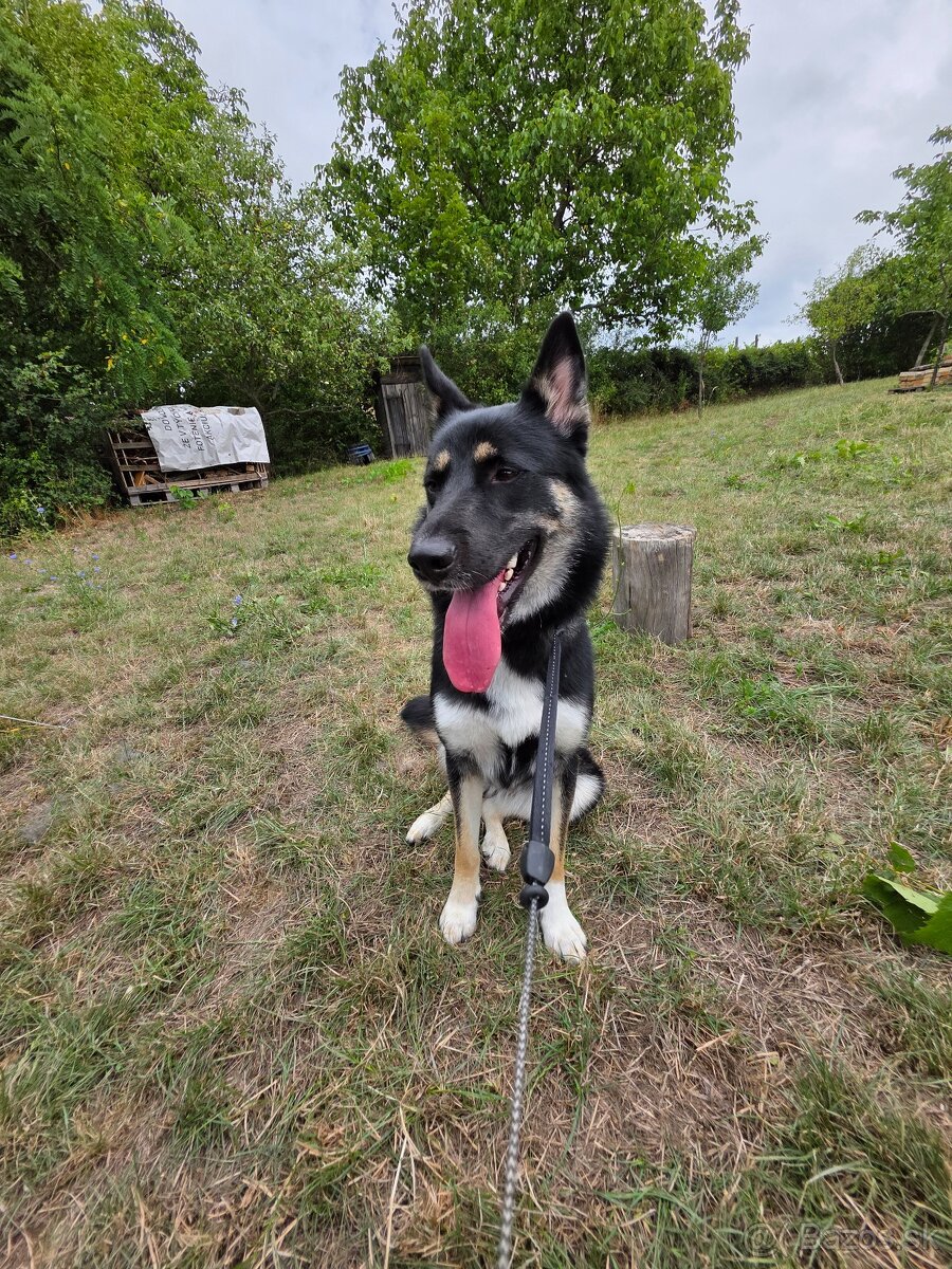 Darujeme fenku do dobrých rúk 🐾 - 2