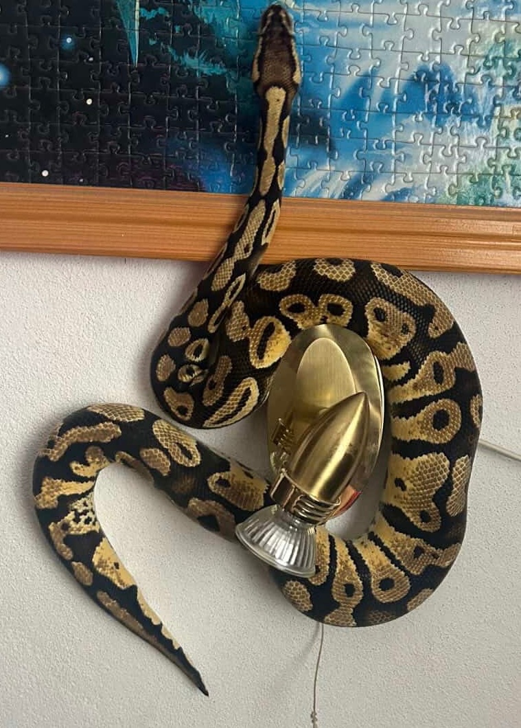 Ball Python - 2