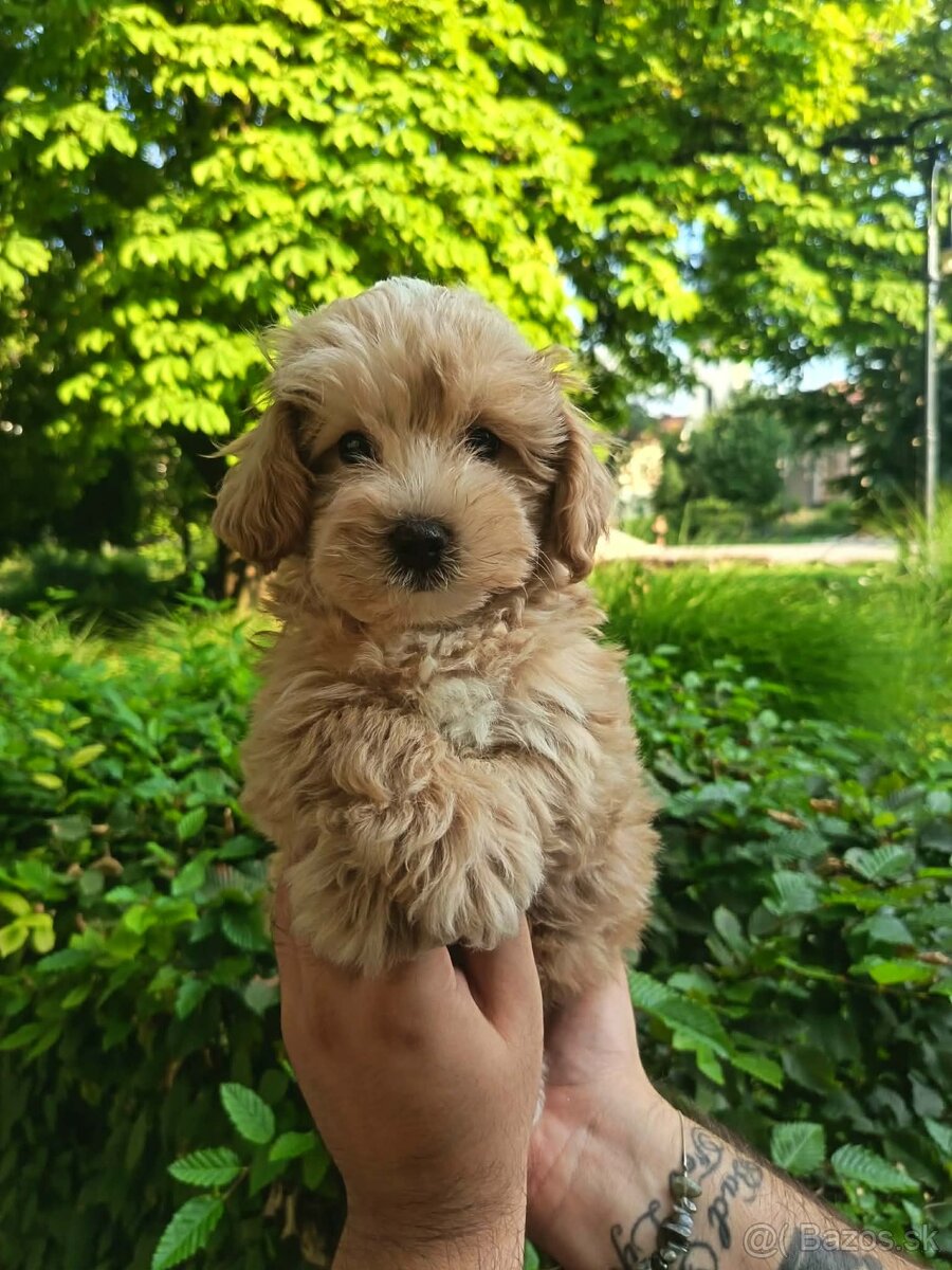 Mini maltipoo - 2