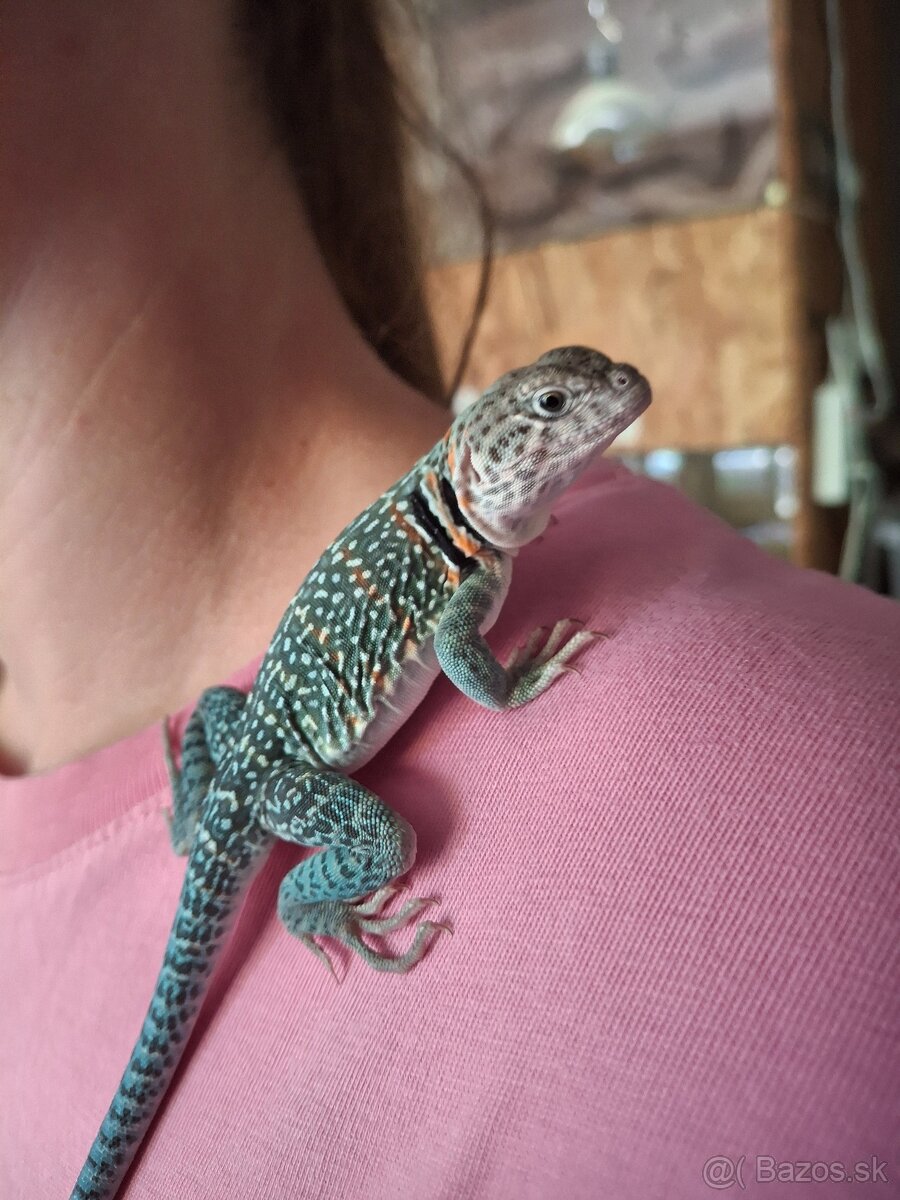 Crotaphytus collaris collaris - 2