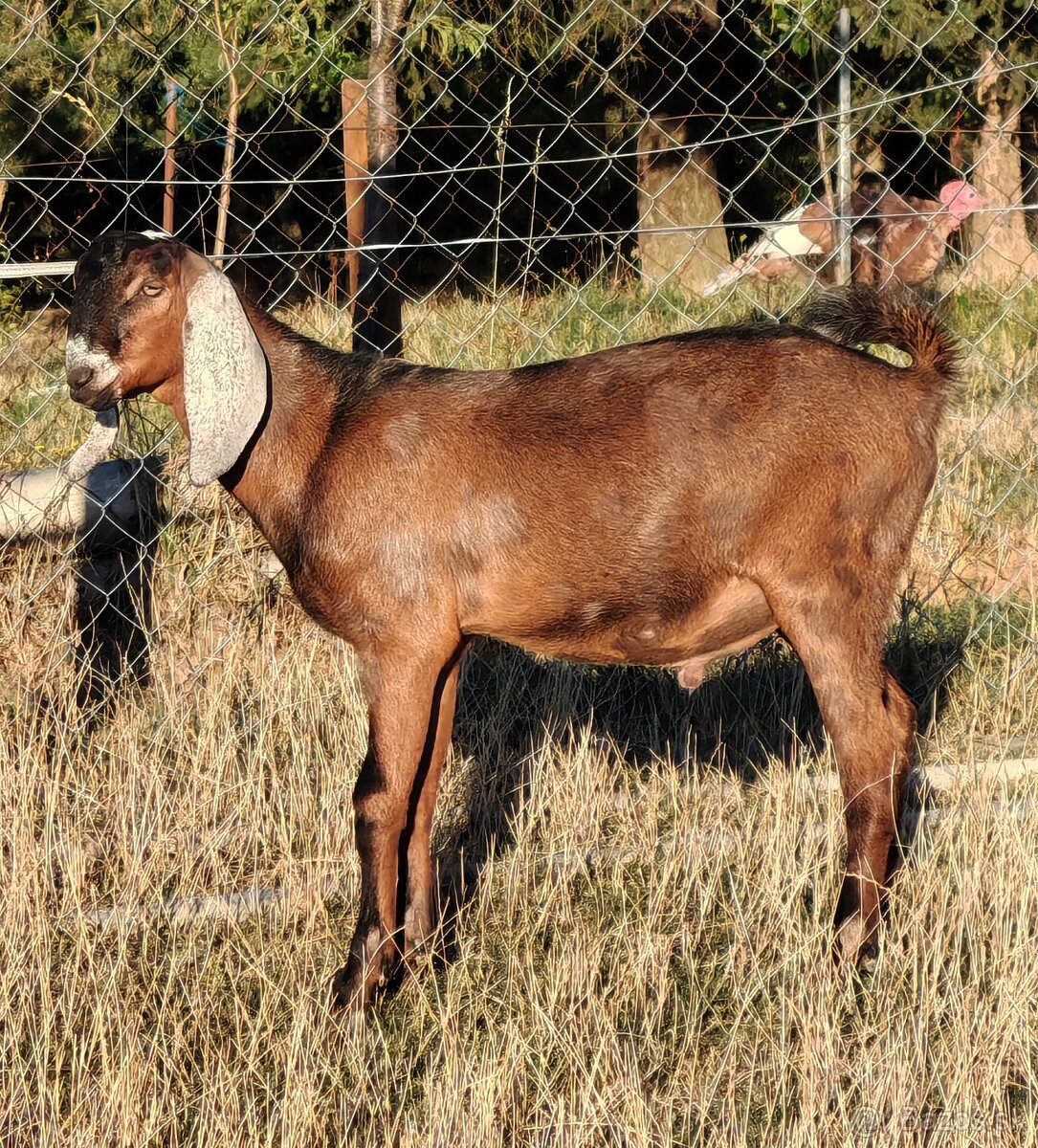 AN capkovia - 2