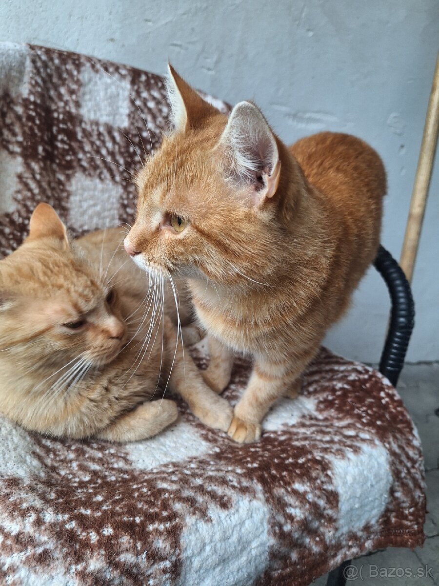 Darujem Kocúrov - 2