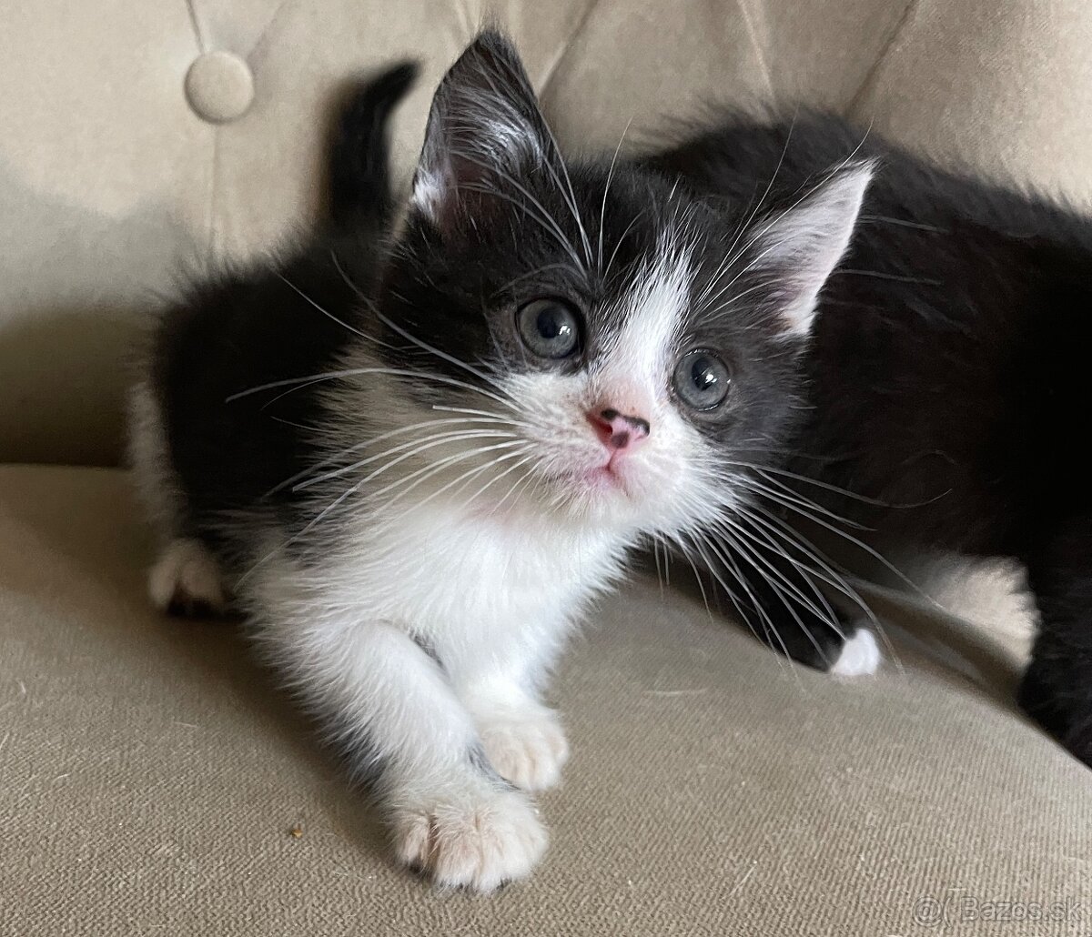 Polobritské mačiatka - 2