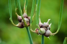 Kracajuca cibula - 2