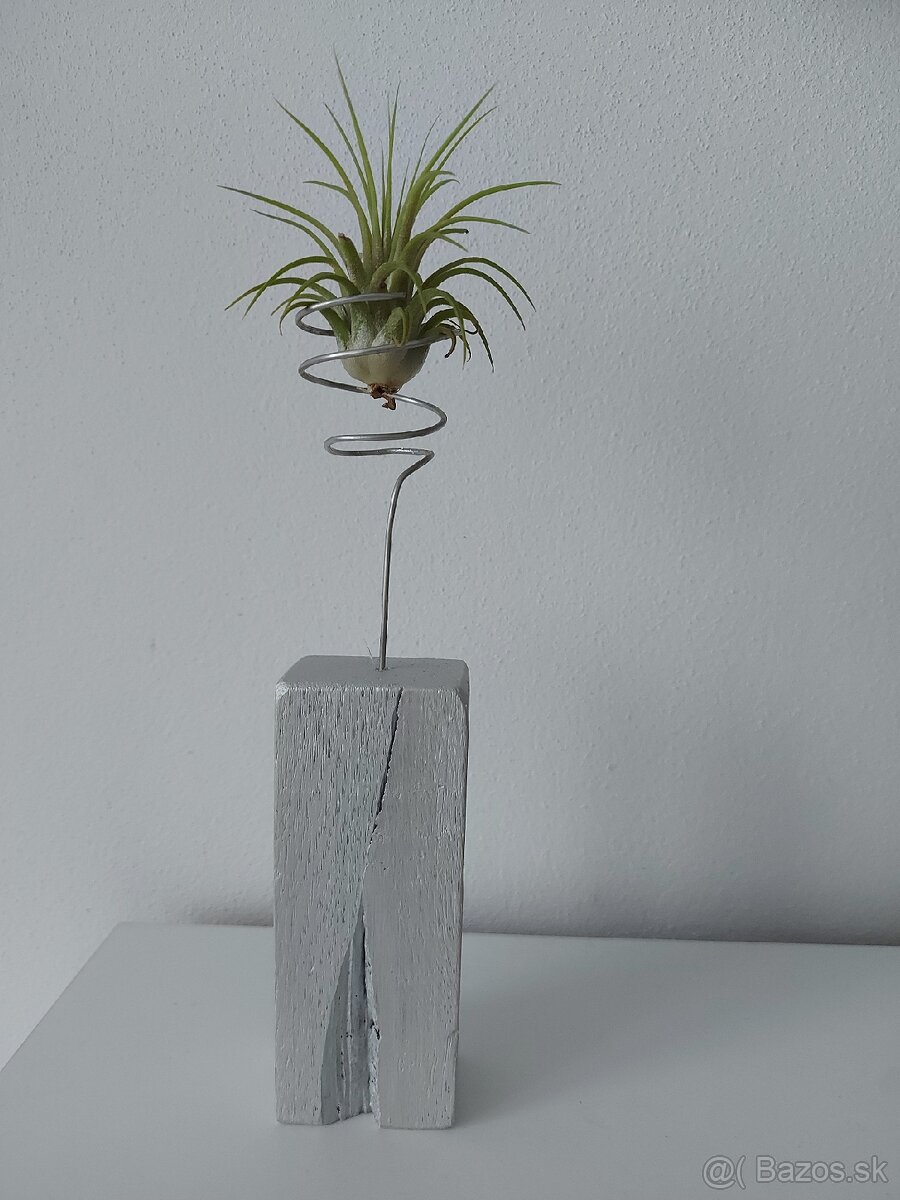 Stojany na Tillandsie - 2